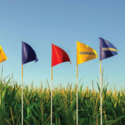 Seven different colored flags in the grass