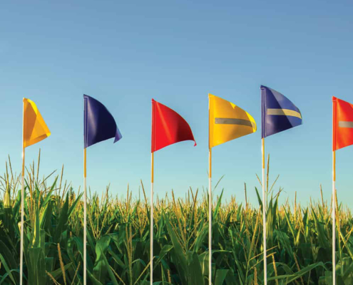 Seven different colored flags in the grass