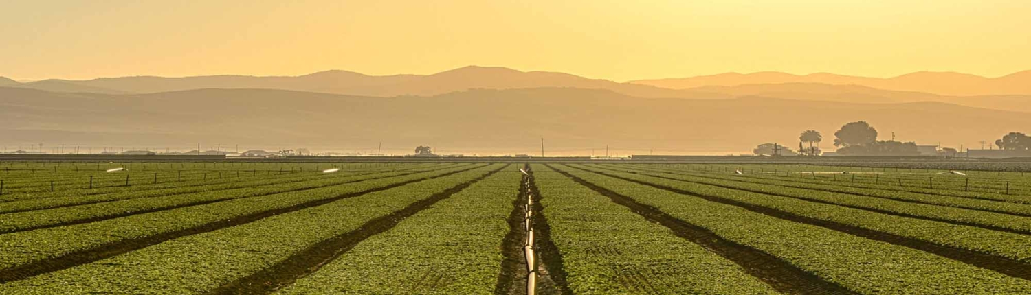 Growing Fields Of California