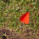 red marker flag on a lawn